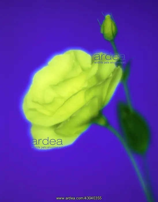 : Lisianthus : Lisianthus