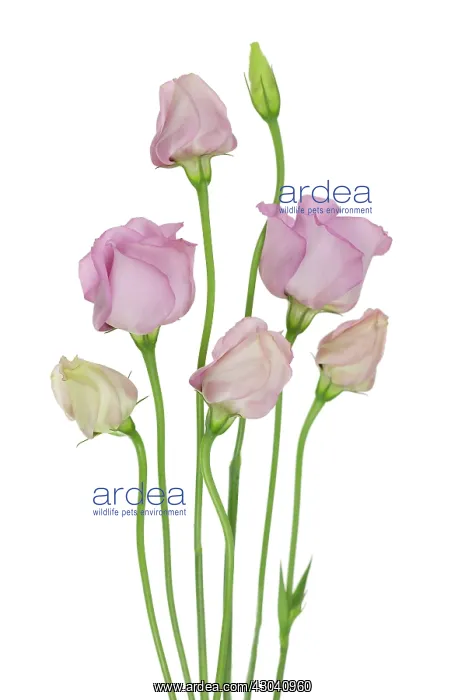 : Lisianthus : Lisianthus