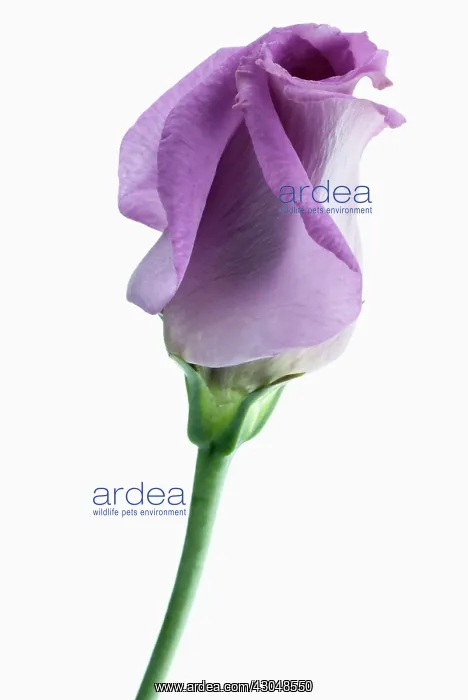 : Lisianthus : Lisianthus
