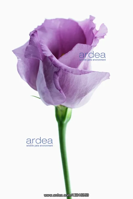 : Lisianthus : Lisianthus