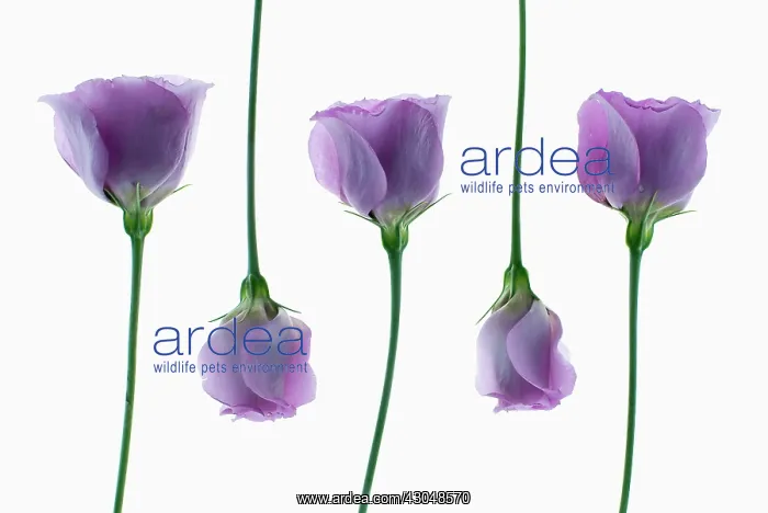 : Lisianthus : Lisianthus
