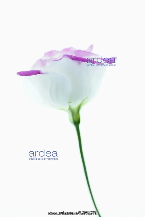 : Lisianthus : Lisianthus