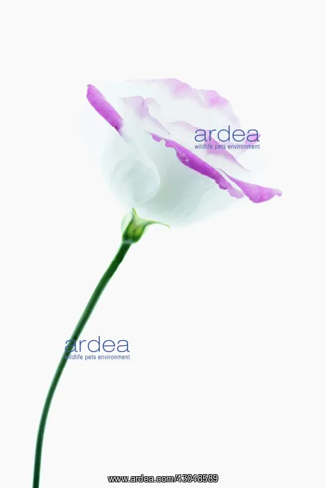  : Lisianthus