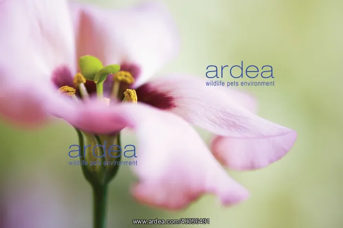 : Lisianthus : Lisianthus