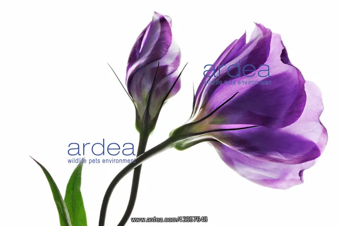 : Lisianthus : Lisianthus