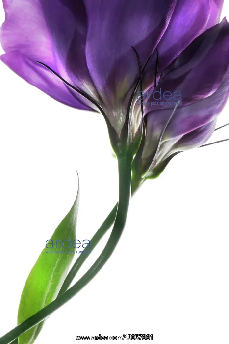 : Lisianthus : Lisianthus