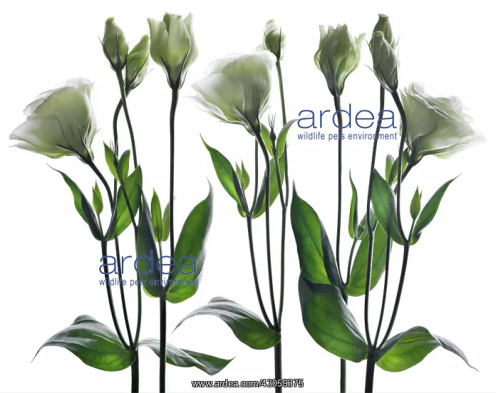 : Lisianthus : Lisianthus