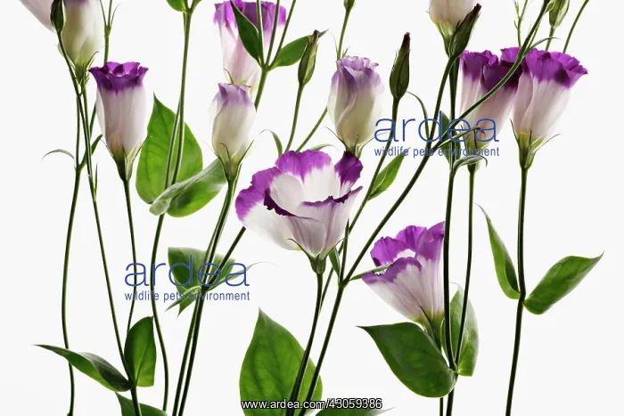 : Lisianthus : Lisianthus