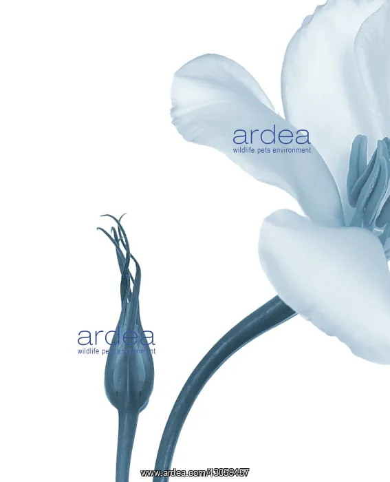 : Lisianthus : Lisianthus