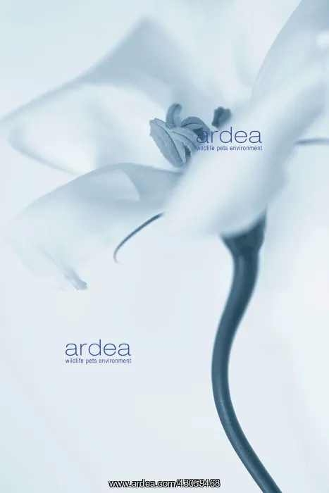 : Lisianthus : Lisianthus