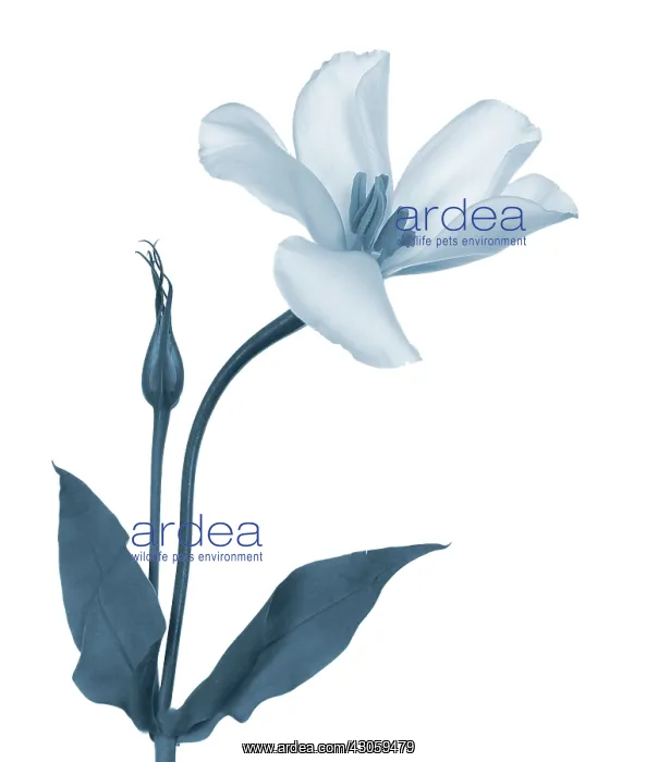 : Lisianthus : Lisianthus