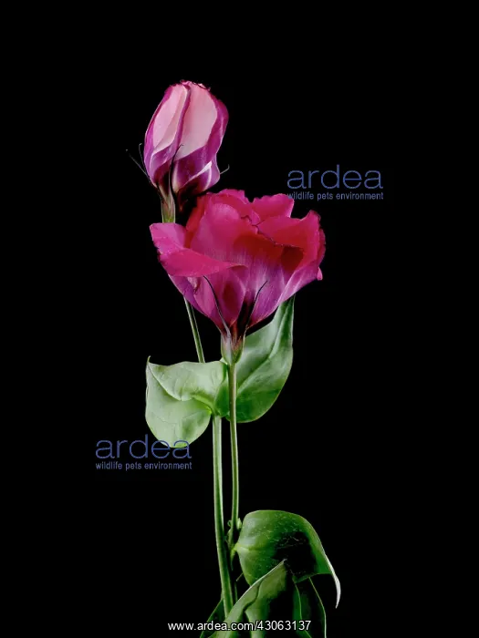 : Lisianthus : Lisianthus