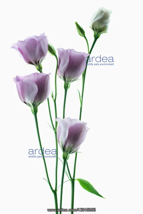  : Lisianthus, Eustoma russellianum Piccolo Rose
