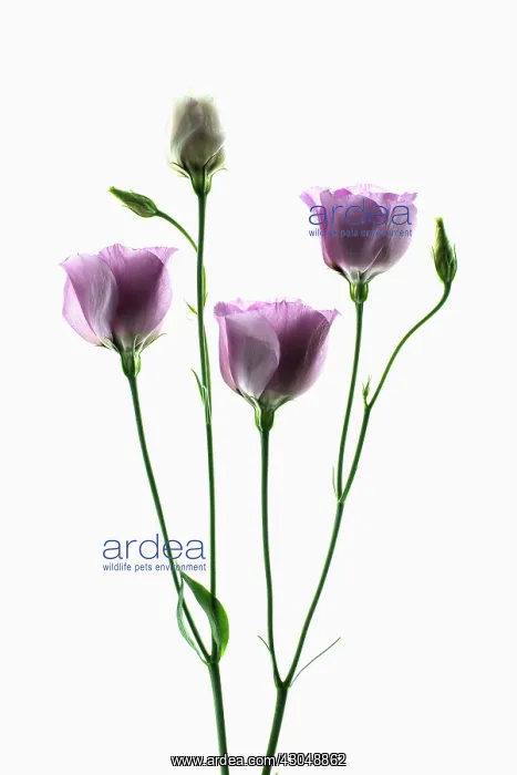 : Lisianthus, Eustoma russellianum Piccolo Rose : Lisianthus, Eustoma russellianum Piccolo Rose