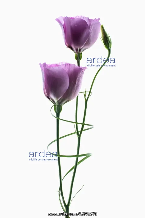  : Lisianthus, Eustoma russellianum Piccolo Rose
