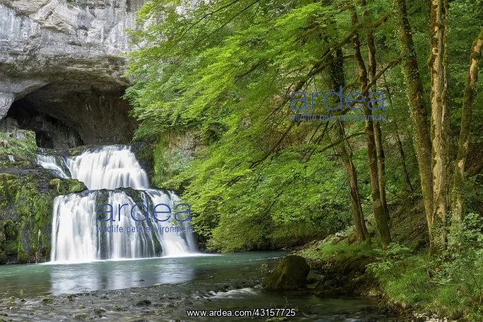 : Lison spring - Nans-sous-Sainte-Anne - Doubs - France : Lison spring - Nans-sous-Sainte-Anne - Doubs - France