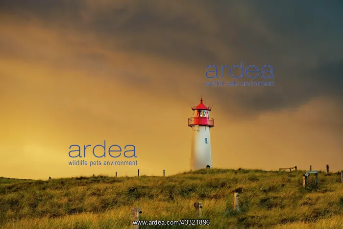 : List-ost lighthouse, in dune landscape at golden : List-ost lighthouse, in dune landscape at golden