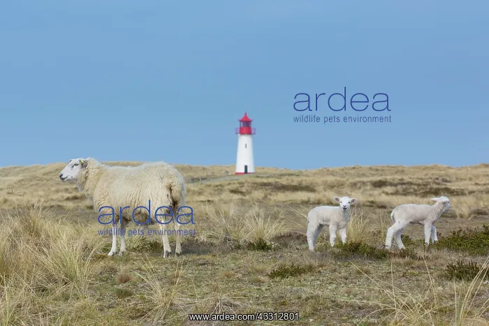 : List West lighthouse on the island of Sylt - Germany : List West lighthouse on the island of Sylt - Germany