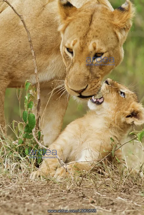 : Listening to young one (Panthera leo) Maasai : Listening to young one (Panthera leo) Maasai