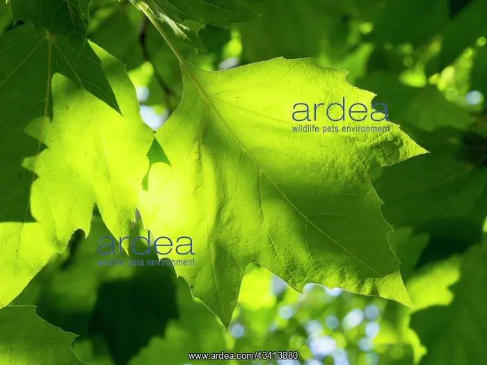 : Back lit Sycamore leaves - UK : Back lit Sycamore leaves - UK