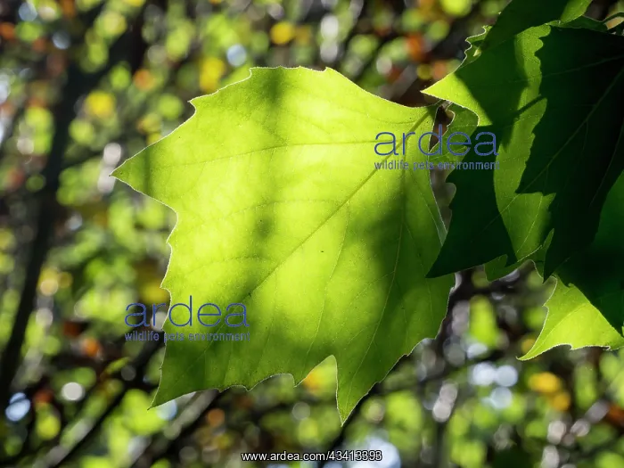 : Back lit Sycamore leaves - UK : Back lit Sycamore leaves - UK