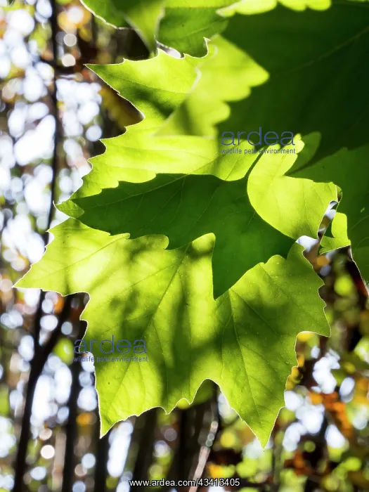 : Back lit Sycamore leaves - UK : Back lit Sycamore leaves - UK