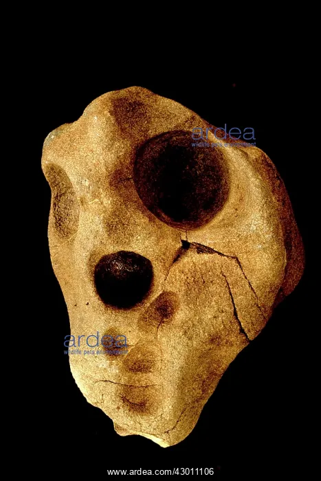 : Lithic Sandstone : Lithic Sandstone