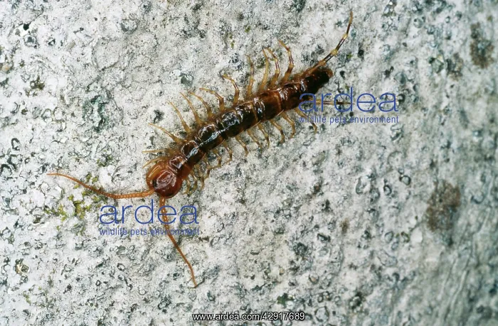 : Lithobiomorpha Centiped : Lithobiomorpha Centiped
