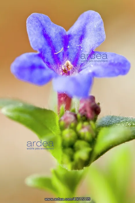 : Lithodora - flower : Lithodora - flower