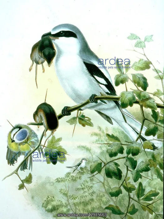 : Lithograph Illustration: Great Grey Shrike- from : Lithograph Illustration: Great Grey Shrike- from