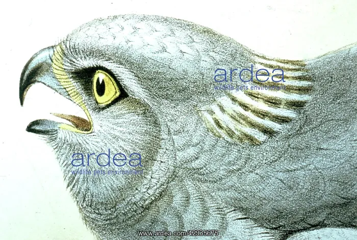 : Lithograph Illustration: Hen Harrier (Male) - from : Lithograph Illustration: Hen Harrier (Male) - from