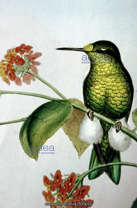 : Lithograph Illustration: Hummingbird - Emerald-bellied : Lithograph Illustration: Hummingbird - Emerald-bellied