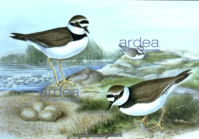 : Lithograph Illustration: Little ringed Plover - : Lithograph Illustration: Little ringed Plover -