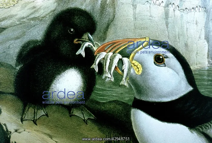 : Lithograph Illustration: Puffin - from J Gould : Lithograph Illustration: Puffin - from J Gould
