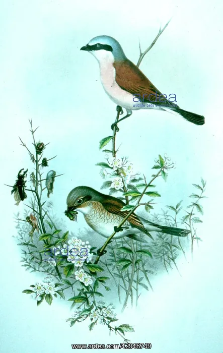 : Lithograph Illustration: Red-backed Shrike from : Lithograph Illustration: Red-backed Shrike from