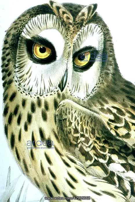 : Lithograph Illustration: - Short-eared Owl - from : Lithograph Illustration: - Short-eared Owl - from