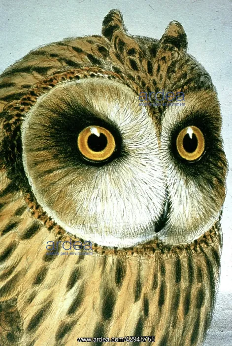 : Lithograph Illustration: Short-eared Owl -from : Lithograph Illustration: Short-eared Owl -from