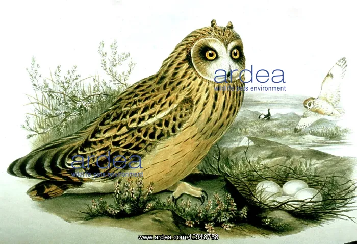 : Lithograph Illustration: Short-eared Owl at nest : Lithograph Illustration: Short-eared Owl at nest