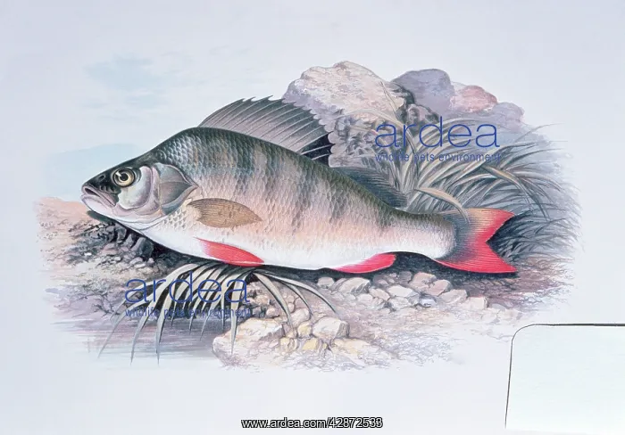 : Lithograph - of Perch : Lithograph - of Perch