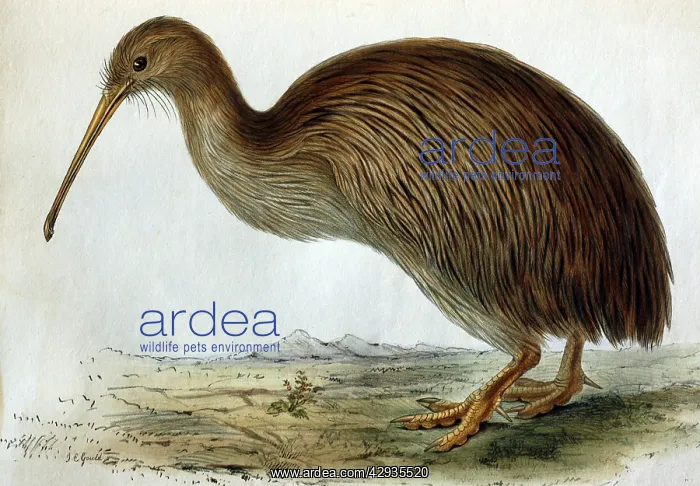 : Lithographic Illustration: Brown Kiwi - from TZS : Lithographic Illustration: Brown Kiwi - from TZS