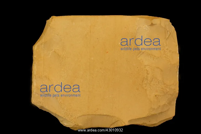 : Lithographic Limestone : Lithographic Limestone