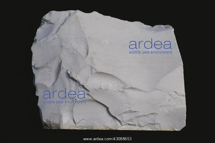 : Lithographic Limestone : Lithographic Limestone