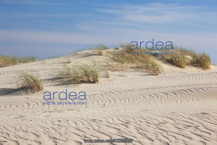 : Lithuania, Western Lithuania, Curonian Spit : Lithuania, Western Lithuania, Curonian Spit