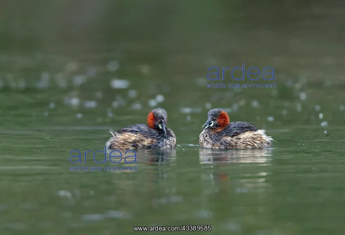 : Littel Grebe - Two - UK : Littel Grebe - Two - UK