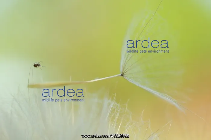 : Littele Cross orbweaver (Araneus diadematus) on : Littele Cross orbweaver (Araneus diadematus) on