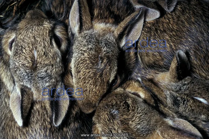: Litter of baby cottontail wild rabbits : Litter of baby cottontail wild rabbits