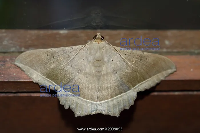 : Litter Moth - Klungkung, Bali, Indonesia : Litter Moth - Klungkung, Bali, Indonesia