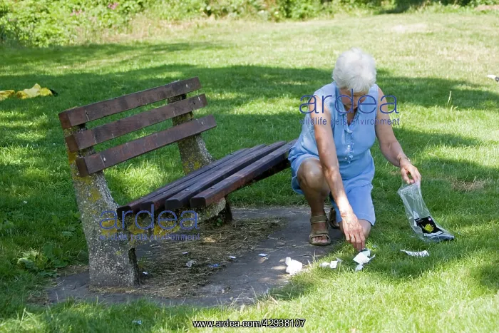 : Litter - Woman picking up rubbish left by previous : Litter - Woman picking up rubbish left by previous