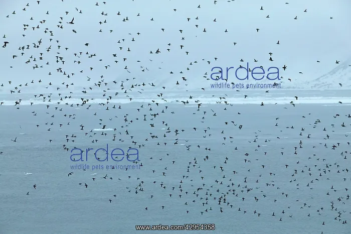 : Little Auk : Little Auk