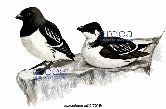 : Little Auk : Little Auk